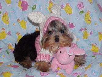 yorkie puppies for sale, y