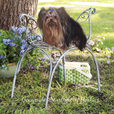 yorkie puppies for sale, yorkshire terrier, texas, party yorkies, parti yorkies, yorkie puppies for sale, yorky puppies, yorky breeder, yorkie breeder, teacup yorky,teacup