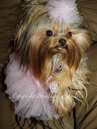 yorkie puppies for sale, yorkshire terrier, texas, party yorkies, parti yorkies, yorkie puppies for sale, yorky puppies, yorky breeder, yorkie breeder, teacup yorky,teacup