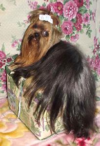 yorkie for sale, texas,dal