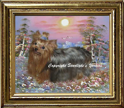 yorkie puppies for sale, yorkshire terrier, texas, party yorkies, parti yorkies, yorkie puppies for sale, yorky puppies, yorky breeder, yorkie breeder, teacup yorky,teacup