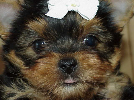 for sale, yorkshire terrier for sale, yorky for sale, maltese for sale tx,party yorkies for sale, baby doll face yorkies, apple head yorkies for sale, yorkies for sale ca, yorkies for  sale co, yoekies for sale canada, maltese for sale tx, maltese apple head, maltese baby doll face,party yorkies, akc yorkies, tiny yorkies for sale, cute yorkies,akc breeders, yorkie puppies for sale, akc  yorkie puppies, maltese puppies for sale, dog clothes for sale, dog dress, dog tutu, dog tutu for sale, dog dress for sale, yoekies for sale ga,yorkshire terrier for sale ,