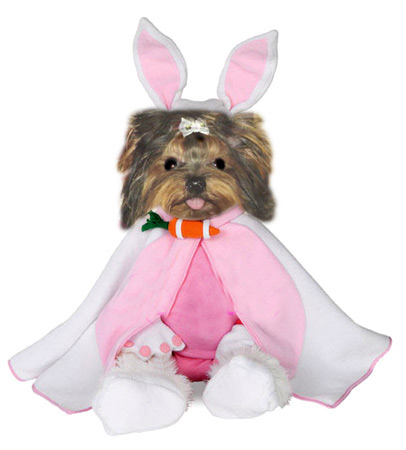 yorkie puppies for sale, yorkshire terrier, texas, party yorkies, parti yorkies, yorkie puppies for sale, yorky puppies, yorky breeder, yorkie breeder, teacup yorky,teacup