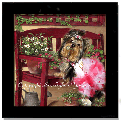 yorkie puppies for sale, yorkshire terrier, texas, party yorkies, parti yorkies, yorkie puppies for sale, yorky puppies, yorky breeder, yorkie breeder, teacup yorky,teacup