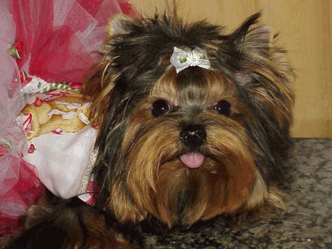 yorkies for sale, maltese for sale, parti yorkies ,party  yorkies, dog tutu, dog dress, dog clothes, akc yorkies, akc maltese ,baby doll face yorkies for sale, baby doll face maltese for sale, apple head yorkies, apple head maltese for sale, tiny yorkies, tiny maltese, yorky breeder, yorky puppies, akc maltese for sale tx,yorkies for sale ca, yorkies for sale co,yorkies for sale mex, yorkies for  sale  ga, apple head yorkies, yorkshire terrier  for sale, yorkshire terrier for sale , torkshire terrier  puppies for sale, yorkshire terrier , baby doll maltese, parti yorkies, parti yorkshire terrier, parti yorkies for sale, akc maltese, yorkies ofr sale, yorkies  for sale tx, yorkies  for sale  canada,