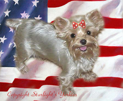 yorkie puppies for sale, yorkshire terrier, texas, party yorkies, parti yorkies, yorkie puppies for sale, yorky puppies, yorky breeder, yorkie breeder, teacup yorky,teacup