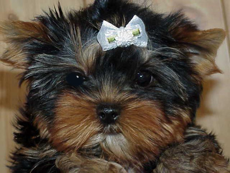 yorkie for sale, texas,dall