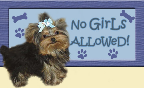 Yorkies for sale in texas, yorkies for sale co, yorkies for sale colorado, yorkies for sale ca, yorkies for sale ca, yorkshire terrier for sale canada, yorkies for sale canado, dog tutu, dog clothes for sale, dog dress for sale, dog tutu for sale, fancy dog clothes for sale, akc yorkies for sale, baby doll face yorkies, yorky for sale,  baby doll yorkies party yorkies, parti yorkies, yorkie puppies for sell, yorky for sale, yorky breeder, 