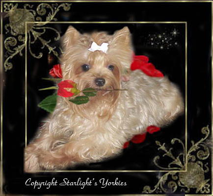 yorkie puppies for sale, yorkshire terrier, texas, party yorkies, parti yorkies, yorkie puppies for sale, yorky puppies, yorky breeder, yorkie breeder, teacup yorky,teacup
