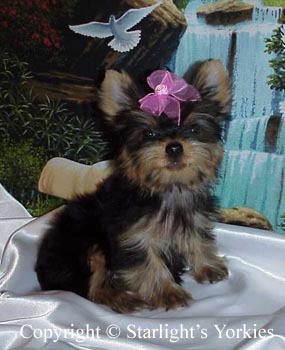 orkie puppies for sale, y
