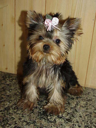 yorkie for sale, texas,dall