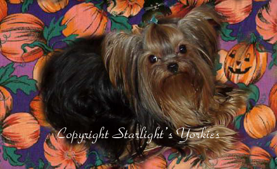 yorkie puppies for sale, yorkshire terrier, texas, party yorkies, parti yorkies, yorkie puppies for sale, yorky puppies, yorky breeder, yorkie breeder, teacup yorky,teacup