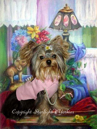 Yorkies for sale in texas, baby doll yorkies party yorkies, parti yorkies, yorkie puppies for sell, yorky for sale, yorky breeder, 