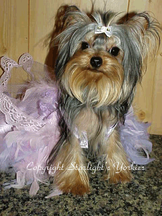 yorkies for sale, maltese for sale, parti yorkies ,party  yorkies, dog tutu, dog dress, dog clothes, akc yorkies, akc maltese ,baby doll face yorkies for sale, baby doll face maltese for sale, apple head yorkies, apple head maltese for sale, tiny yorkies, tiny maltese, yorky breeder, yorky puppies, akc maltese for sale tx,yorkies for sale ca, yorkies for sale co,yorkies for sale mex, yorkies for  sale  ga, apple head yorkies, yorkshire terrier  for sale, yorkshire terrier for sale , torkshire terrier  puppies for sale, yorkshire terrier , baby doll maltese, parti yorkies, parti yorkshire terrier, parti yorkies for sale, akc maltese, yorkies ofr sale, yorkies  for sale tx, yorkies  for sale  canada,