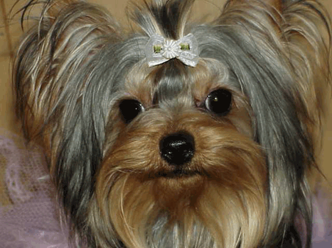 yorkies for sale, maltese for sale, parti yorkies ,party  yorkies, dog tutu, dog dress, dog clothes, akc yorkies, akc maltese ,baby doll face yorkies for sale, baby doll face maltese for sale, apple head yorkies, apple head maltese for sale, tiny yorkies, tiny maltese, yorky breeder, yorky puppies, akc maltese for sale tx,yorkies for sale ca, yorkies for sale co,yorkies for sale mex, yorkies for  sale  ga, apple head yorkies, yorkshire terrier  for sale, yorkshire terrier for sale , torkshire terrier  puppies for sale, yorkshire terrier , baby doll maltese, parti yorkies, parti yorkshire terrier, parti yorkies for sale, akc maltese, yorkies ofr sale, yorkies  for sale tx, yorkies  for sale  canada,