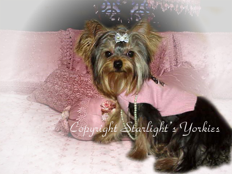 Yorkies for sale in texas, baby doll yorkies party yorkies, parti yorkies, yorkie puppies for sell, yorky for sale, yorky breeder, 
