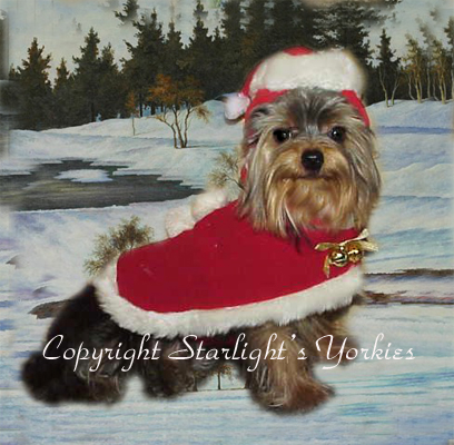 yorkie puppies for sale, yorkshire terrier, texas, party yorkies, parti yorkies, yorkie puppies for sale, yorky puppies, yorky breeder, yorkie breeder, teacup yorky,teacup