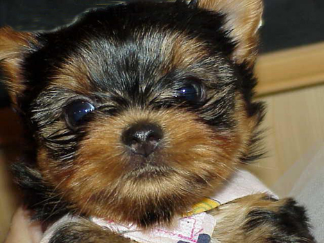 yorkie for sale, texas,dall