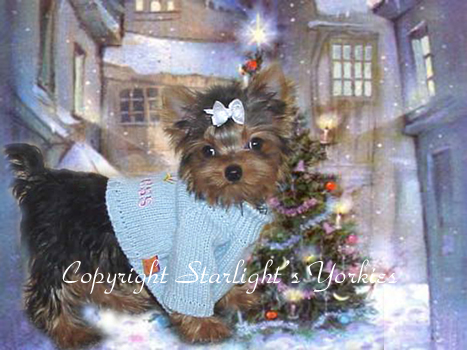 yorkies for sale, yorkies 