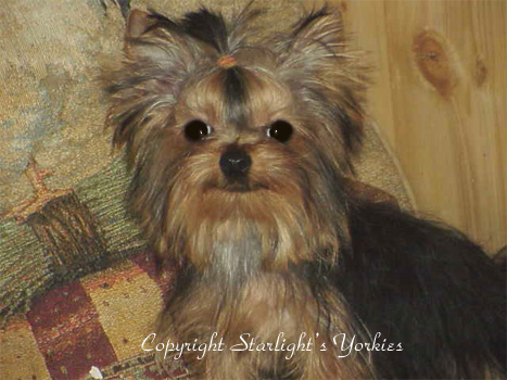 Yorkies for sale in texas, baby doll yorkies party yorkies, parti yorkies, yorkie puppies for sell, yorky for sale, yorky breeder,