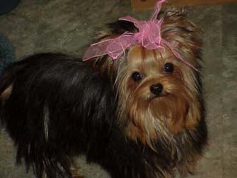 yorkie puppies for sale, y