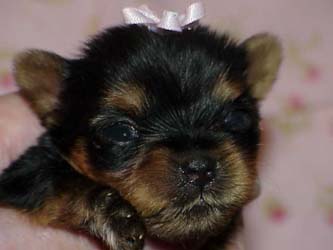 Yorkies for sale in texas, baby doll yorkies party yorkies, parti yorkies, yorkie puppies for sell, yorky for sale, yorky breeder, 