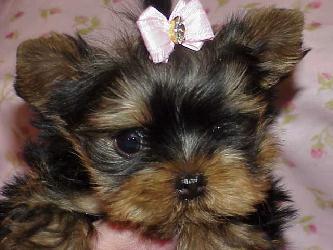 Yorkies for sale in texas, baby doll yorkies party yorkies, parti yorkies, yorkie puppies for sell, yorky for sale, yorky breeder, 