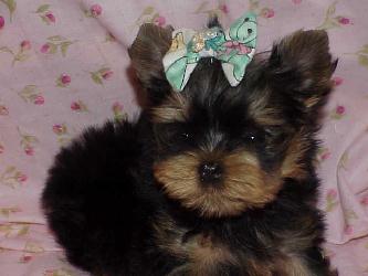 Yorkies for sale in texas, baby doll yorkies party yorkies, parti yorkies, yorkie puppies for sell, yorky for sale, yorky breeder, 