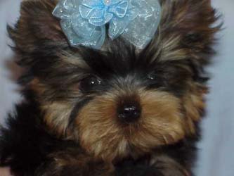 Yorkies for sale in texas, baby doll yorkies party yorkies, parti yorkies, yorkie puppies for sell, yorky for sale, yorky breeder, 