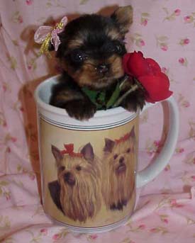 Yorkies for sale in texas, baby doll yorkies party yorkies, parti yorkies, yorkie puppies for sell, yorky for sale, yorky breeder, 