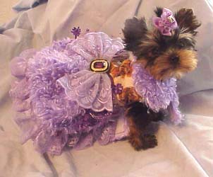 Yorkies for sale in texas, baby doll yorkies party yorkies, parti yorkies, yorkie puppies for sell, yorky for sale, yorky breeder, 