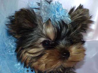 Yorkies for sale in texas, baby doll yorkies party yorkies, parti yorkies, yorkie puppies for sell, yorky for sale, yorky breeder, 