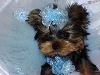 Yorkies for sale in texas, baby doll yorkies party yorkies, parti yorkies, yorkie puppies for sell, yorky for sale, yorky breeder, 