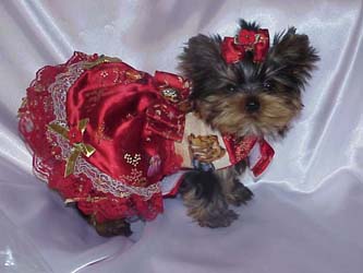 Yorkies for sale in texas, baby doll yorkies party yorkies, parti yorkies, yorkie puppies for sell, yorky for sale, yorky breeder, 