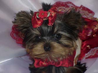 Yorkies for sale in texas, baby doll yorkies party yorkies, parti yorkies, yorkie puppies for sell, yorky for sale, yorky breeder, 