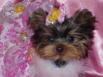 Yorkies for sale in texas, baby doll yorkies party yorkies, parti yorkies, yorkie puppies for sell, yorky for sale, yorky breeder, 