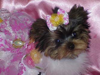 Yorkies for sale in texas, baby doll yorkies party yorkies, parti yorkies, yorkie puppies for sell, yorky for sale, yorky breeder, 