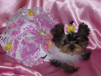 Yorkies for sale in texas, baby doll yorkies party yorkies, parti yorkies, yorkie puppies for sell, yorky for sale, yorky breeder, 