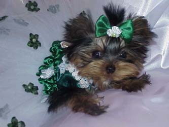 Yorkies for sale in texas, baby doll yorkies party yorkies, parti yorkies, yorkie puppies for sell, yorky for sale, yorky breeder, 