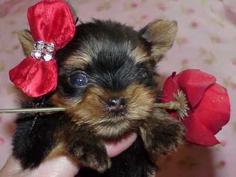 Yorkies for sale in texas, baby doll yorkies party yorkies, parti yorkies, yorkie puppies for sell, yorky for sale, yorky breeder, 