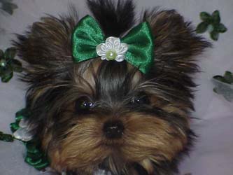 Yorkies for sale in texas, baby doll yorkies party yorkies, parti yorkies, yorkie puppies for sell, yorky for sale, yorky breeder, 