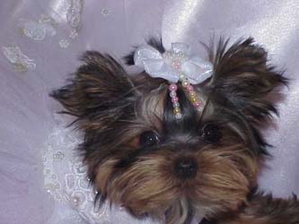 Yorkies for sale in texas, baby doll yorkies party yorkies, parti yorkies, yorkie puppies for sell, yorky for sale, yorky breeder, 