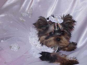 Yorkies for sale in texas, baby doll yorkies party yorkies, parti yorkies, yorkie puppies for sell, yorky for sale, yorky breeder, 