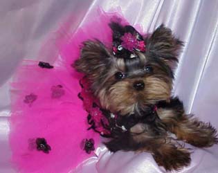 Yorkies for sale in texas, baby doll yorkies party yorkies, parti yorkies, yorkie puppies for sell, yorky for sale, yorky breeder, 