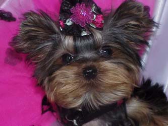 Yorkies for sale in texas, baby doll yorkies party yorkies, parti yorkies, yorkie puppies for sell, yorky for sale, yorky breeder, 