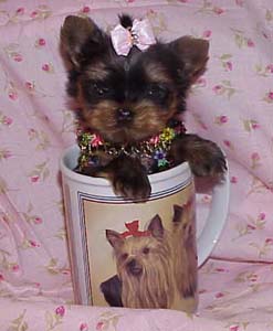 Yorkies for sale in texas, baby doll yorkies party yorkies, parti yorkies, yorkie puppies for sell, yorky for sale, yorky breeder, 
