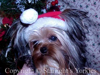 Yorkies for sale in texas, baby doll yorkies party yorkies, parti yorkies, yorkie puppies for sell, yorky for sale, yorky breeder, 