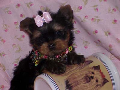 Yorkies for sale in texas, baby doll yorkies party yorkies, parti yorkies, yorkie puppies for sell, yorky for sale, yorky breeder, 