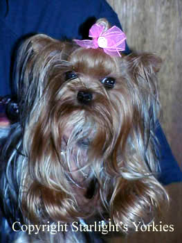 Yorkies for sale in texas, baby doll yorkies party yorkies, parti yorkies, yorkie puppies for sell, yorky for sale, yorky breeder, 