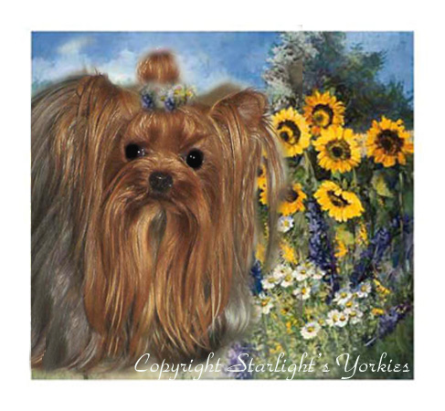 yorkie puppies for sale, yorkshire terrier, texas, party yorkies, parti yorkies, yorkie puppies for sale, yorky puppies, yorky breeder, yorkie breeder, teacup yorky,teacup
